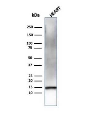 Western Blot: Resistin Antibody (RETN/4326)Azide and BSA Free [NBP3-08258]