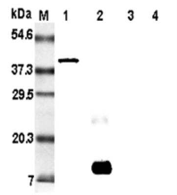 Western Blot: Resistin Antibody (RRES 07)Azide and BSA Free [NBP2-80032]