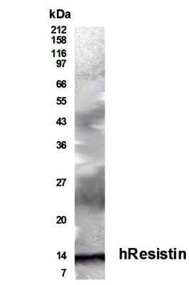 Western Blot: Resistin AntibodyBSA Free [NB200-202]