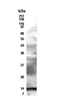 Western Blot: Resistin AntibodyBSA Free [NB200-203]