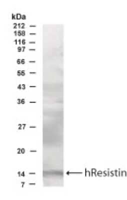 Western Blot: Resistin AntibodyBSA Free [NB200-203]