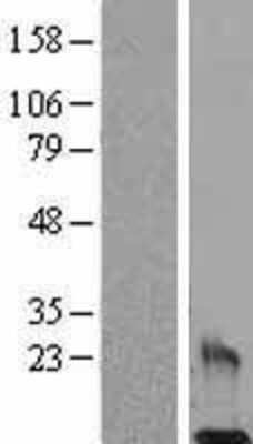 Western Blot: Resistin Overexpression Lysate [NBL1-15287]