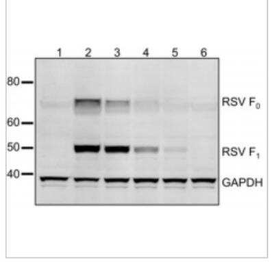 Western Blot: Respiratory Syncytial Virus Antibody (2F7) [NB110-37246]