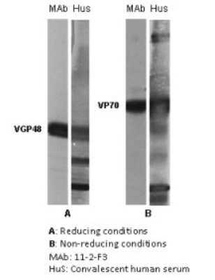 Western Blot: Respiratory Syncytial Virus Glycoprotein F Antibody (11-2-F3)BSA Free [NBP2-50412]