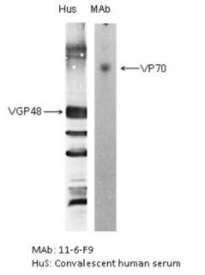 Western Blot: Respiratory Syncytial Virus Glycoprotein F Antibody (11-6-F9)BSA Free [NBP2-50394]