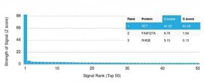 Protein Array: Ret Antibody (RET/2599) [NBP3-07414]