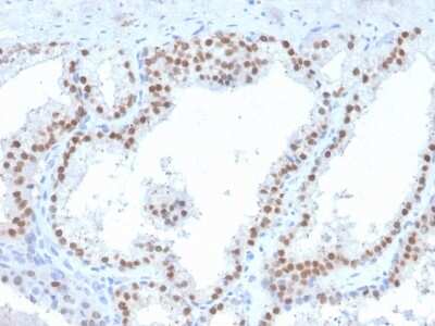 Immunohistochemistry-Paraffin: Ret Antibody (RET/2663) [NBP2-79761]