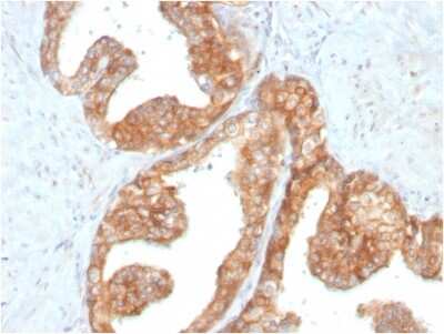 Immunohistochemistry-Paraffin: Ret Antibody (RET/2795) [NBP2-79762]