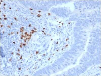 Immunohistochemistry-Paraffin: Ret Antibody (RET/2795) [NBP2-79762]