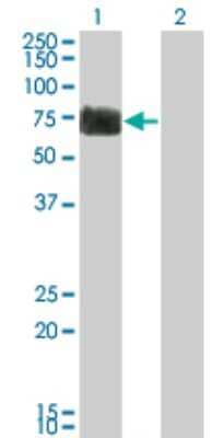 Western Blot: Reticulon 2 Antibody (6A11) [H00006253-M05]