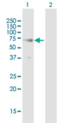 Western Blot: Reticulon 2 Antibody [H00006253-B01P]