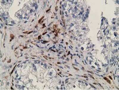 Immunohistochemistry-Paraffin: Retinol Binding Protein RBP Antibody (OTI2H3) [NBP2-00637]