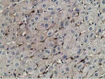 Immunohistochemistry-Paraffin: Retinol Binding Protein RBP Antibody (OTI2H3) [NBP2-00637]