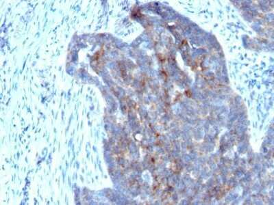 Immunohistochemistry-Paraffin: Retinol Binding Protein RBP Antibody (RBP/872) - Azide and BSA Free [NBP2-48017]