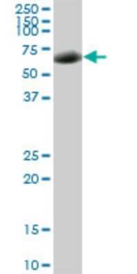 Western Blot: Rev-erb A alpha/NR1D1 Antibody (4C9) [H00009572-M01]