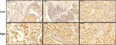 Immunohistochemistry-Paraffin: Rev-erb A alpha/NR1D1 Antibody (4F6) [H00009572-M02]