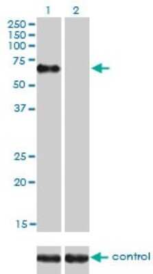 Western Blot: Rev-erb A alpha/NR1D1 Antibody (4F6) [H00009572-M02]