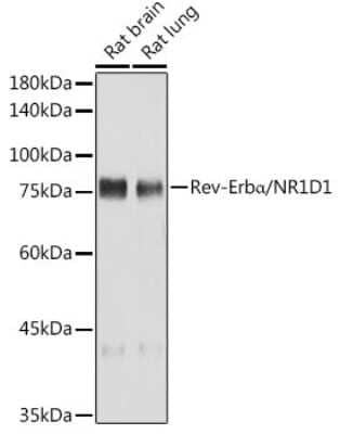 Western Blot: Rev-erb A alpha/NR1D1 Antibody (9I2H1) [NBP3-15898]