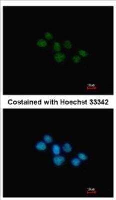 Immunocytochemistry/ Immunofluorescence: Rev-erb A alpha/NR1D1 Antibody [NBP2-19575]