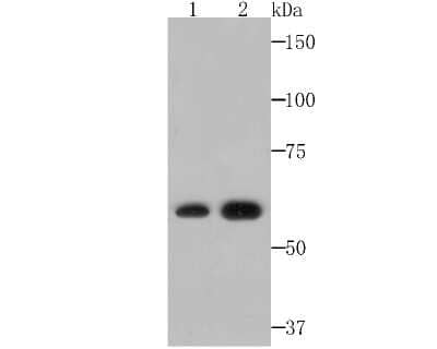 Western Blot: Rev-erb A alpha/NR1D1 Antibody (JU34-31) [NBP2-75645]