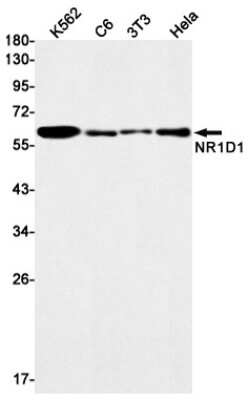 Western Blot: Rev-erb A alpha/NR1D1 Antibody (S05-8B1) [NBP3-14969]