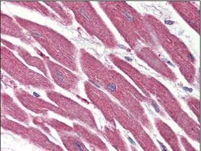 Immunohistochemistry-Paraffin: Rev-erb beta/NR1D2 Antibody - BSA Free [NBP1-50165]