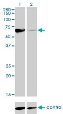 Western Blot: Rev-erb beta/NR1D2 Antibody (1G2) [H00009975-M01]