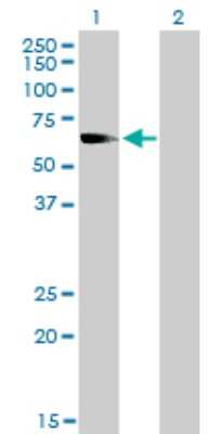 Western Blot: Rev-erb beta/NR1D2 Antibody (1G2) [H00009975-M01]