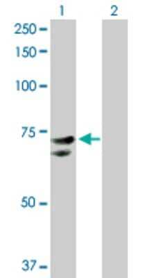 Western Blot: Rev-erb beta/NR1D2 Antibody [H00009975-D01P]