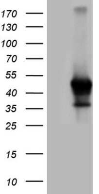 Western Blot: Rex-1/ZFP42 Antibody (OTI3H9) [NBP2-46406]