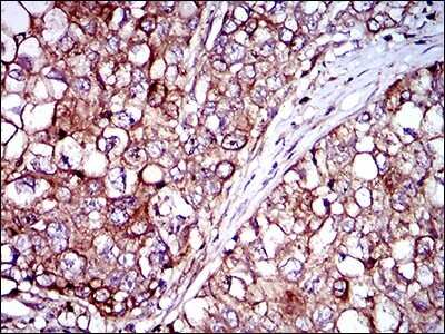 Immunohistochemistry-Paraffin: Rex-1/ZFP42 Antibody (5E11A6) - BSA Free [NBP2-37357]