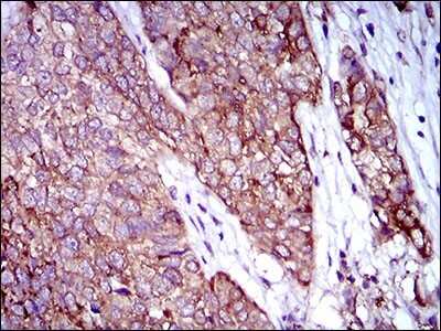 Immunohistochemistry-Paraffin: Rex-1/ZFP42 Antibody (5E11A6) - BSA Free [NBP2-37357]