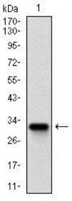Western Blot: Rex-1/ZFP42 Antibody (5E11A6)BSA Free [NBP2-37357]