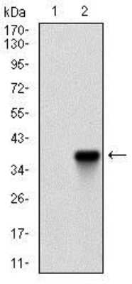 Western Blot: Rex-1/ZFP42 Antibody (5E11A6)BSA Free [NBP2-37357]