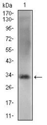 Western Blot: Rex-1/ZFP42 Antibody (5E11A6)BSA Free [NBP2-37357]