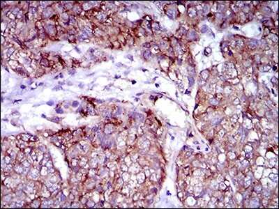 Immunohistochemistry: Rex-1/ZFP42 Antibody (5E11E7) - BSA Free [NBP2-37360]