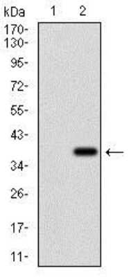 Western Blot: Rex-1/ZFP42 Antibody (5E11E7)BSA Free [NBP2-37360]
