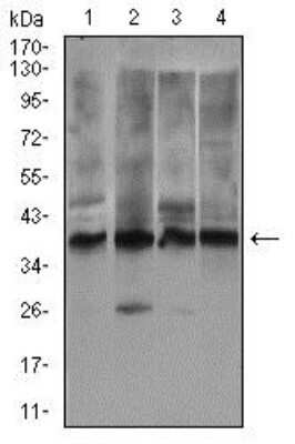 Western Blot: Rex-1/ZFP42 Antibody (5E11E7)BSA Free [NBP2-37360]