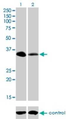 Western Blot: Rffl Antibody (3A4) [H00117584-M01]