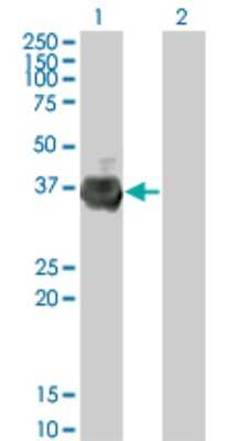 Western Blot: Rffl Antibody (3A4) [H00117584-M01]