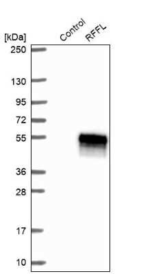 Western Blot: Rffl Antibody [NBP1-83426]