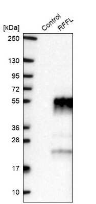 Western Blot: Rffl Antibody [NBP1-83427]