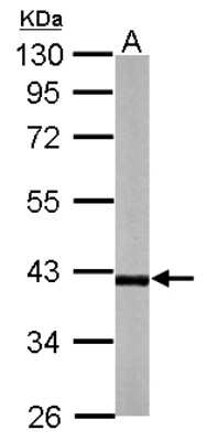 Western Blot: Rffl Antibody [NBP2-20137]