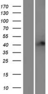 Western Blot: Rffl Overexpression Lysate [NBP2-05804]