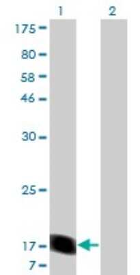 Western Blot: Rheb Antibody (1E12) [H00006009-M05]