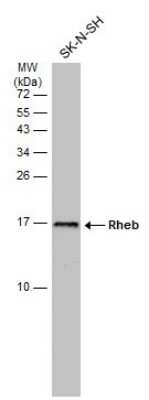 Western Blot: Rheb Antibody (GT39810) [NBP3-13608]