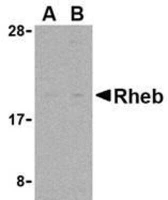 Western Blot: Rheb AntibodyBSA Free [NBP1-76432]