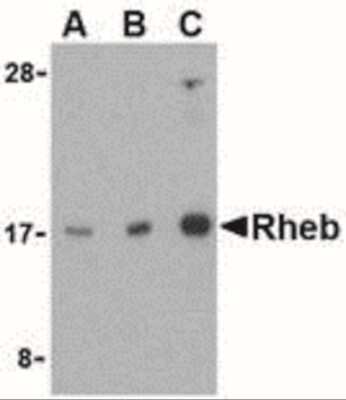 Western Blot: Rheb AntibodyBSA Free [NBP1-77214]