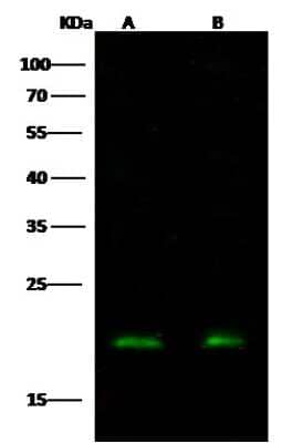 Western Blot: RhoA Antibody (103) [NBP2-90107]