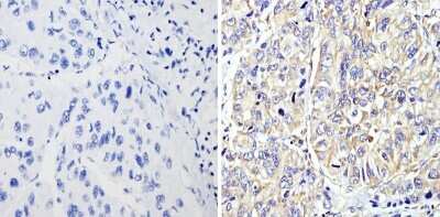 Immunohistochemistry-Paraffin: RhoA Antibody (1A11-4G10) [NBP2-22528]